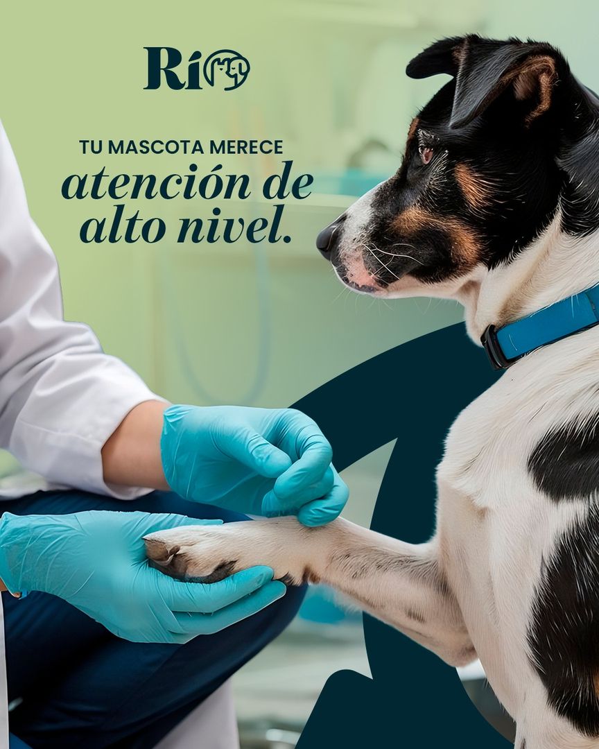 Tu mascota merece atención de alto nivel