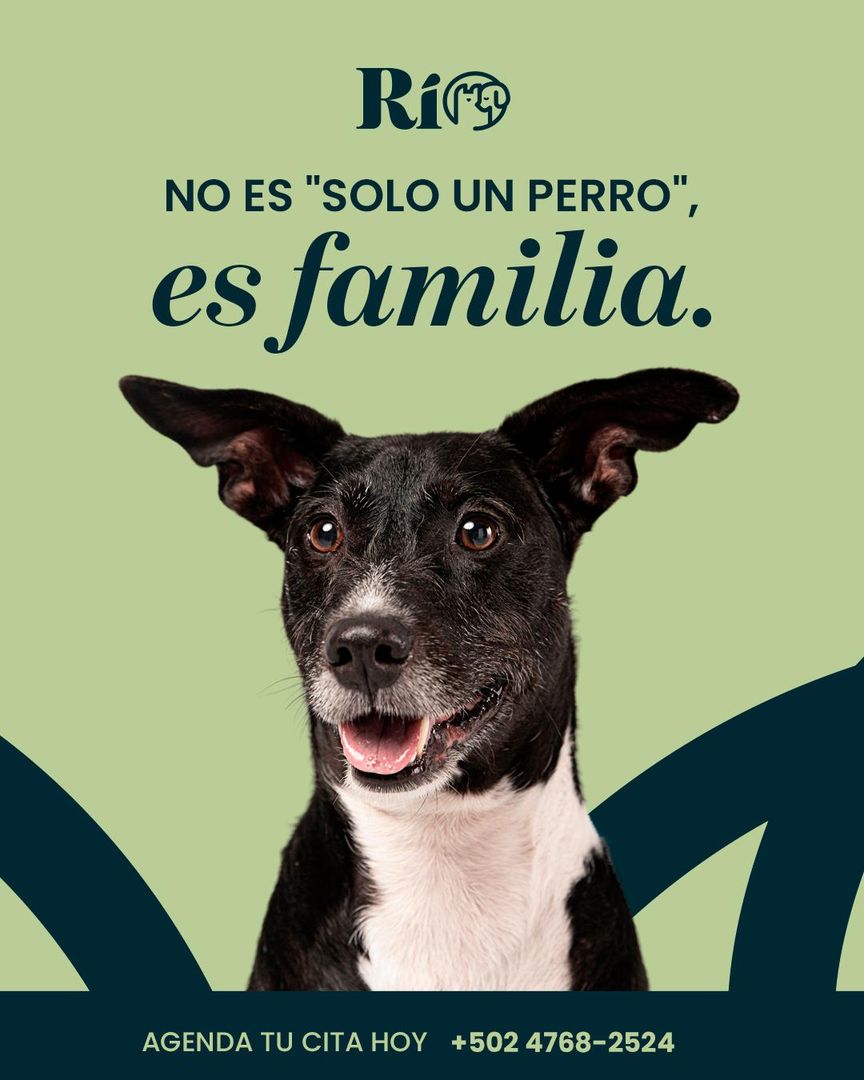 No es solo un perro, es familia — Río Centro Médico Veterinario